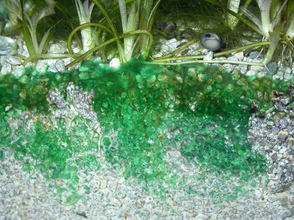 Водоросли в аквариуме и как с ними бороться Cyanobacterium1