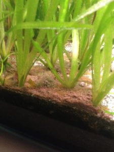 Mulm im Aquarium 1 IMG_0613