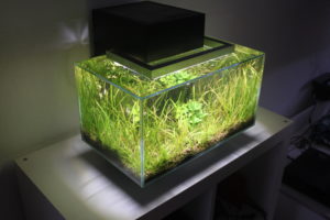 Aquarium ohne Algen im Aquarium