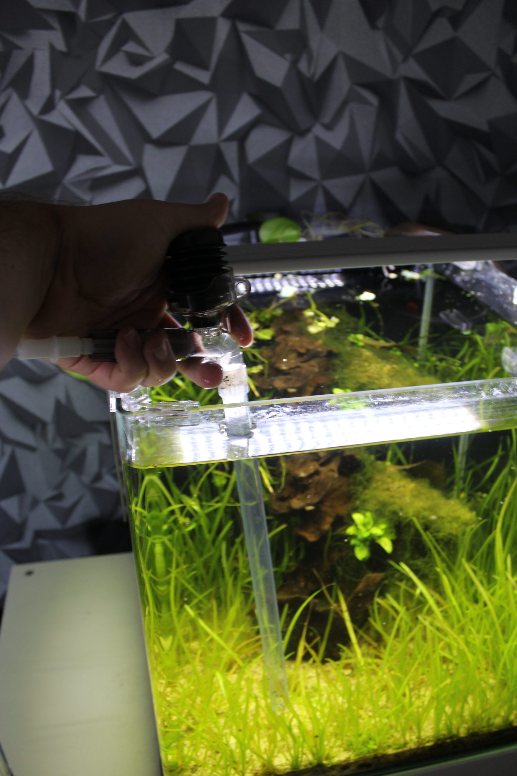 Mulm im Aquairum Was muss ich bei Mulm beachten?