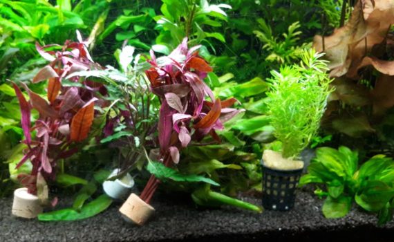 Schöne Aquarium Pflanzen - Aquarium bepflanzen - Tipps und Tricks 1 Schöne Aquarium Pflanzen - Aquarium bepflanzen - Tipps und Tricks 1