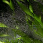 Algen im Aquarium? 23 Algen im Aquarium? 10