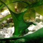 Algen im Aquarium? 19 Algen im Aquarium