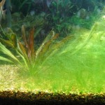 Algen im Aquarium? 16 Fadenalgen / Grünalgen Algen im Aquarium