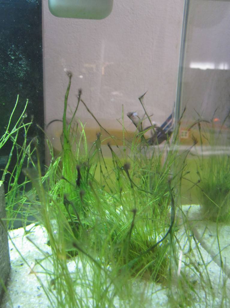 Blaualgen oder Cyanobakterien erflogreich im Aquarium Bekämpfen.