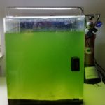 Algen im Aquarium? 24 Algen im Aquarium? 11