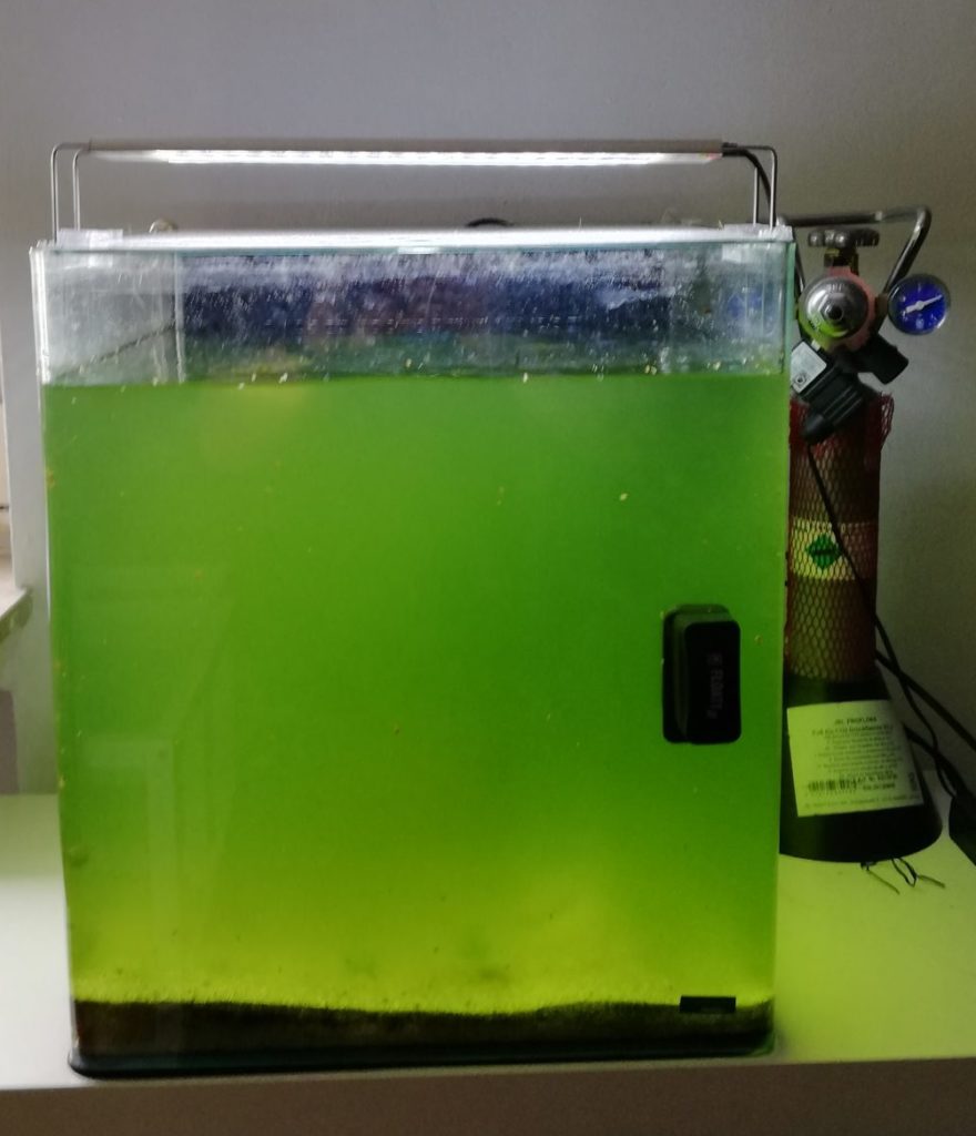 Grüne Schwebealgen oder die Algenblüte 1 Grüne Schwebealgen oder die Algenblüte 1