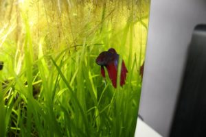 Betta Splendens: Der beliebte siamesische Kampffisch 6
