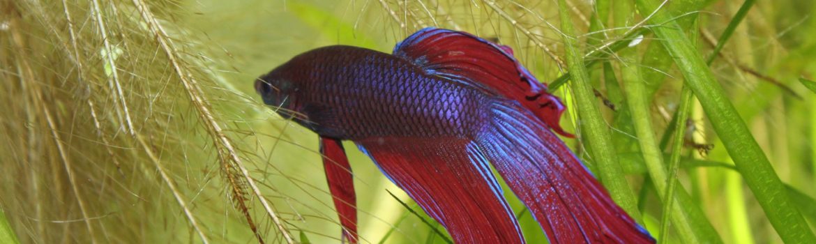 Betta Splendens: Der beliebte siamesische Kampffisch 7 Kampffisch-Betta-Splendens