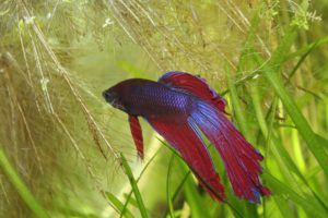 Kampffisch-Betta-Splendens