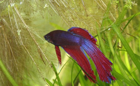 Betta Splendens: Der beliebte siamesische Kampffisch 1 Kampffisch-Betta-Splendens
