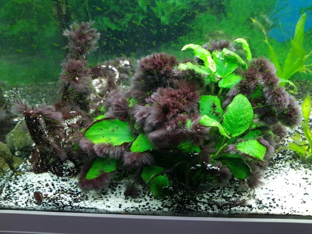 Pinselalgen Rotalgen - Algen-im-Aquarium.de