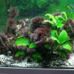 Algen im Aquarium? 22 Pinselalgen Rotalgen