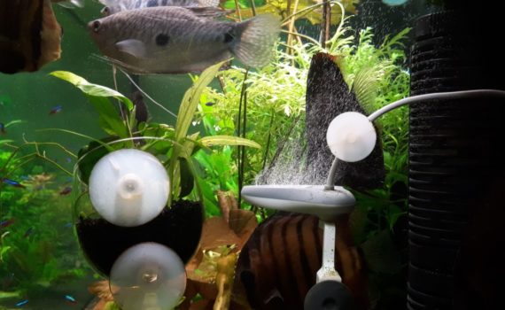 Twinstar – Mittels Elekrolyse zum Algenfreien Aquarium 2 Twinstar – Mittels Elekrolyse zum Algenfreien Aquarium 2