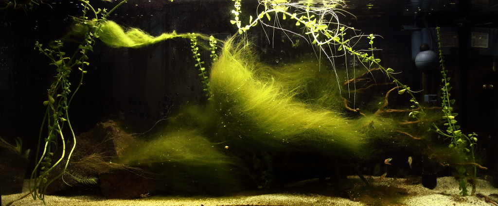 Fadenalgen oder Grünalgen Befall