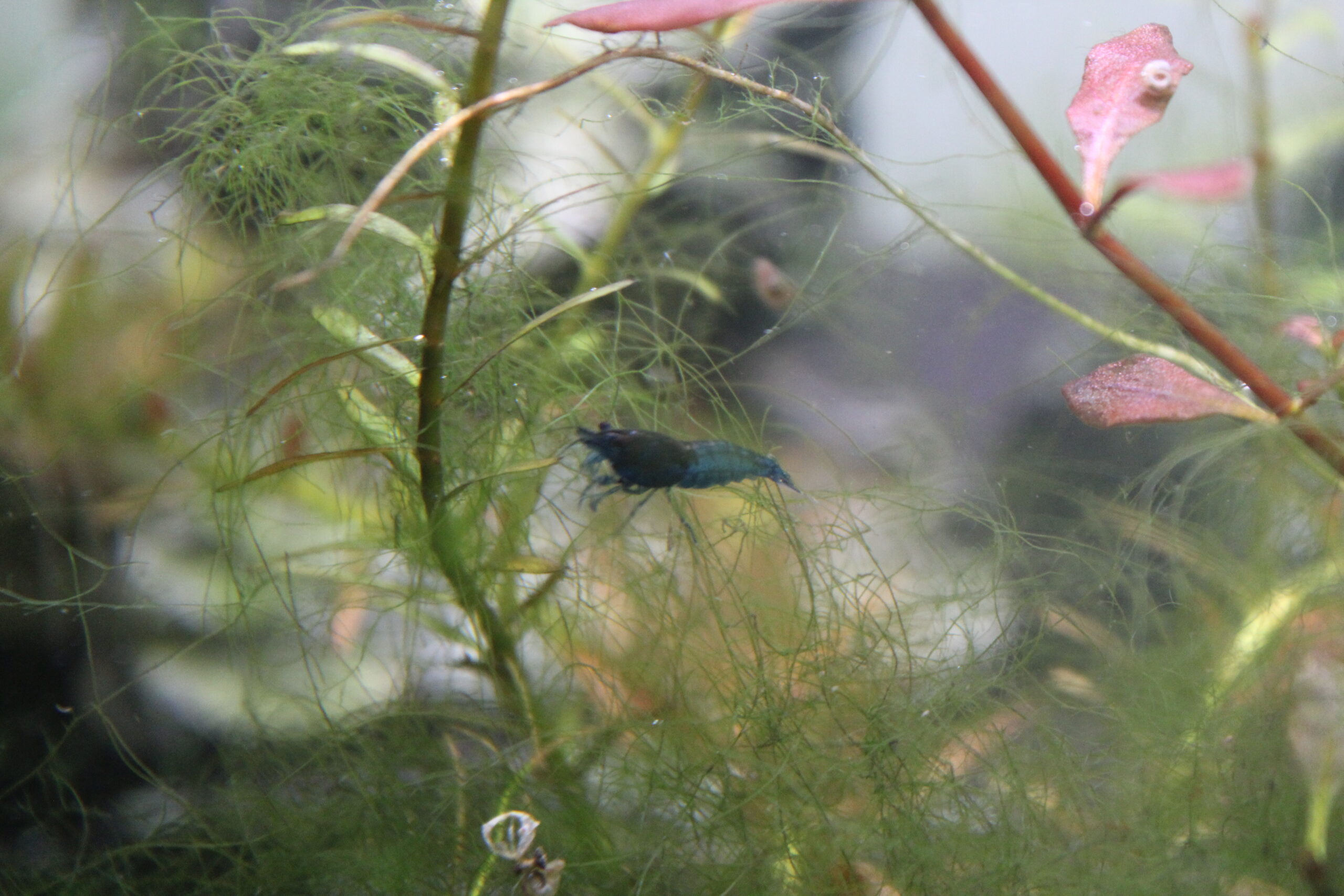 Fadenalgen im Aquarium erkennen und bekämpfen, Algen