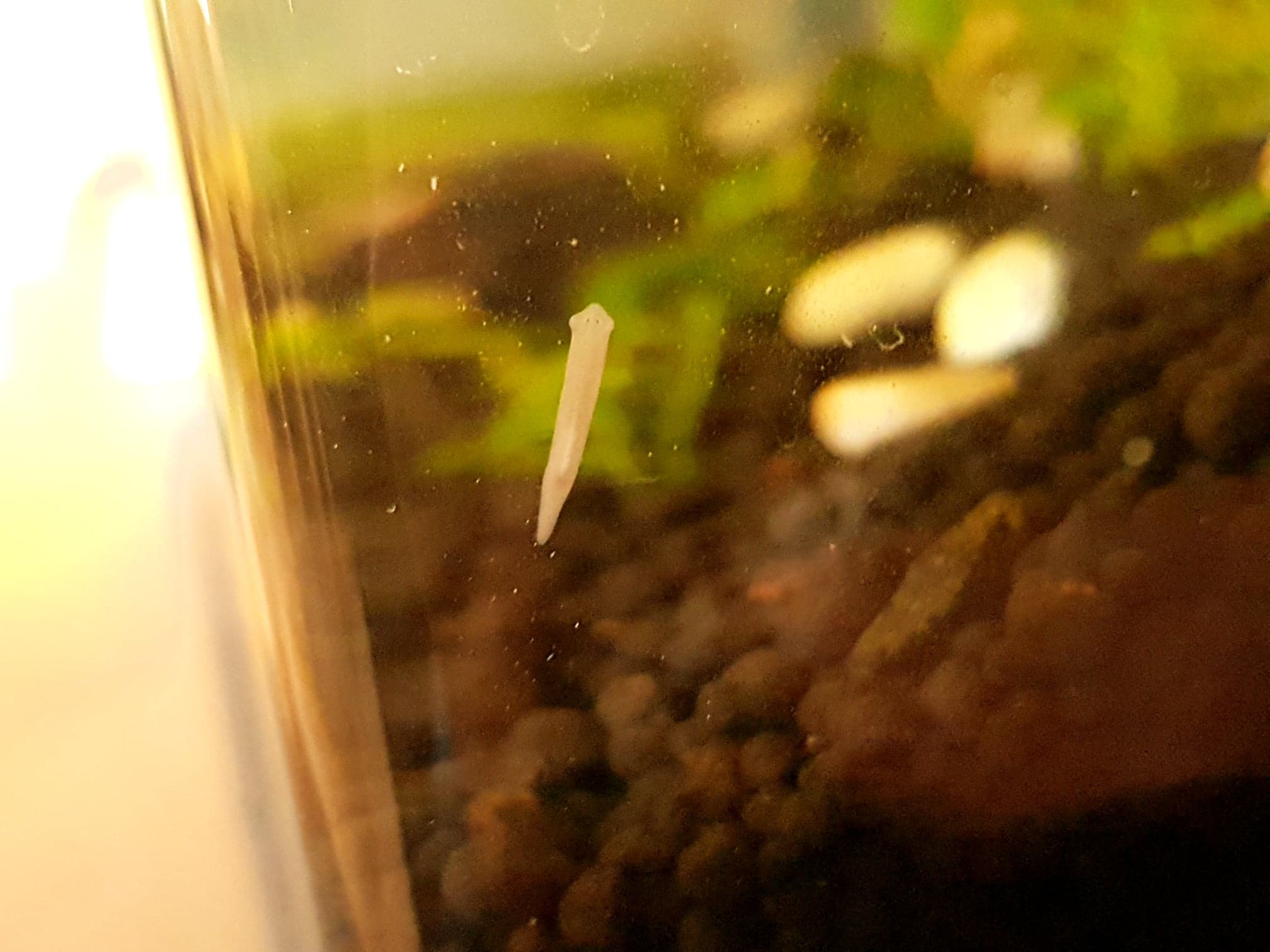 planarien-im-aquarium - Algen-im-Aquarium.de